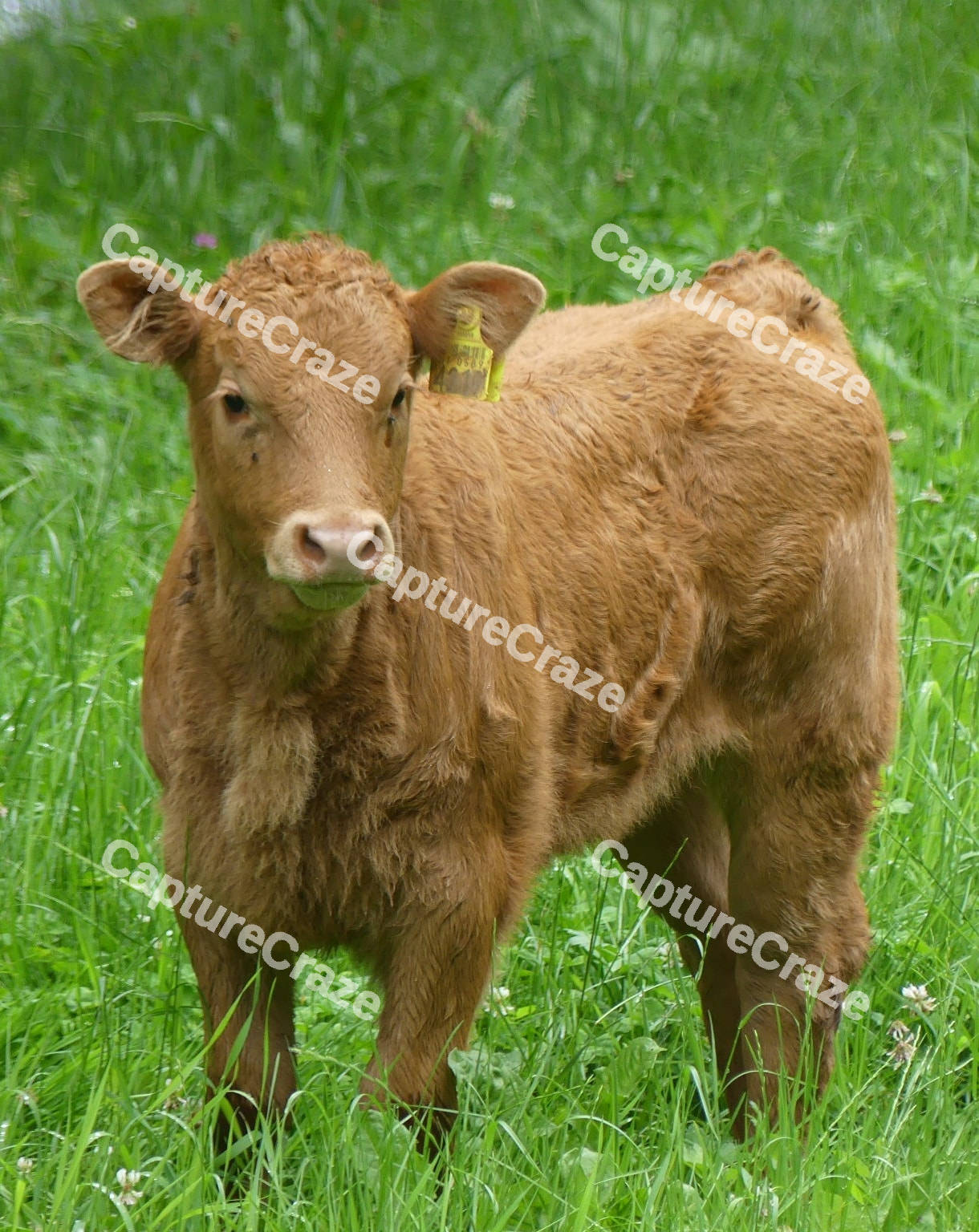 Brown Calf